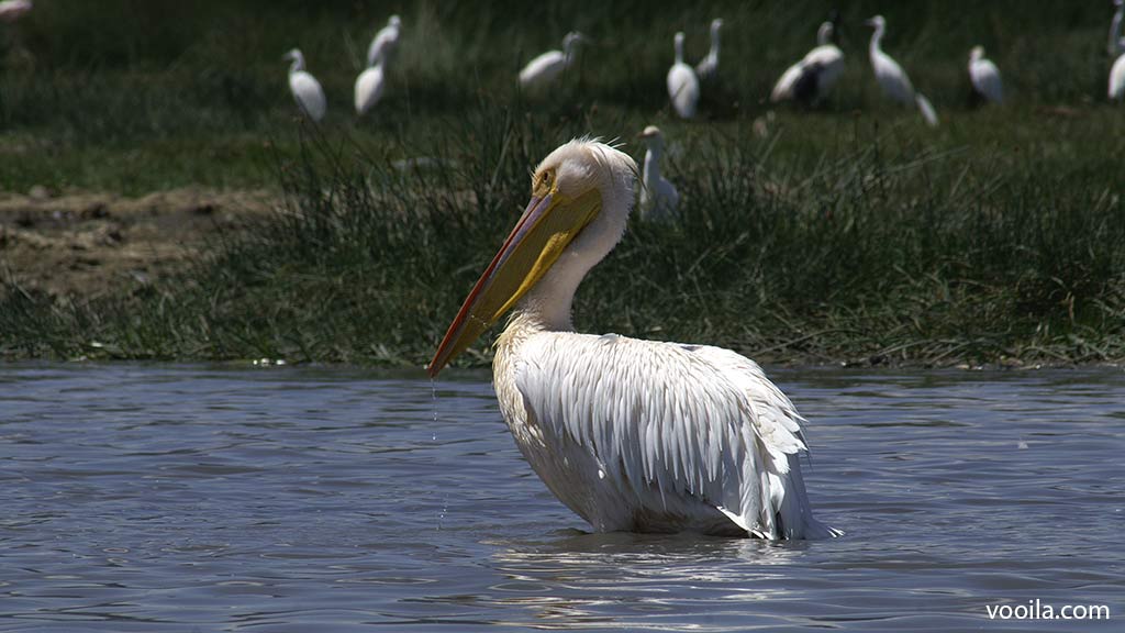 Bujumbura capitale del Burundi