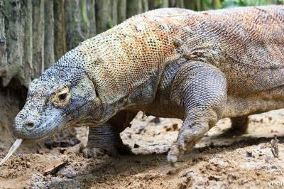  Parco nazionale di Komodo